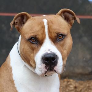 Zeek, Terrier, American Pit Bull, adult, available for adoption