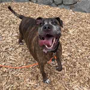 Rocky, Terrier, American Pit Bull, senior, available for adoption