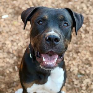 Misha, Terrier, American Pit Bull, adult, available for adoption