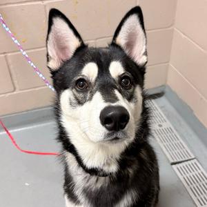 Puck, Husky, adult, available for adoption