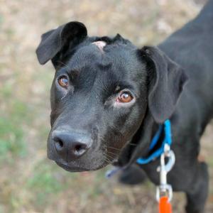 A close-up of a black dog with brown eyes, wearing a blue collar and an orange leash.