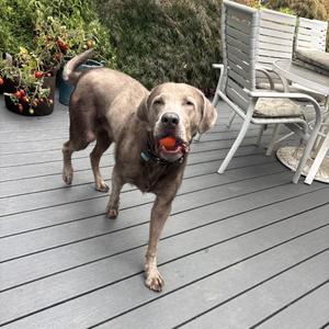 Hank, Retriever, Labrador, adult, available for adoption