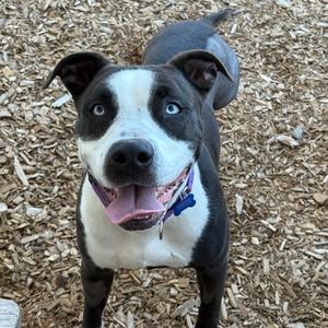 Tornado, Terrier, American Pit Bull, adult, available for adoption