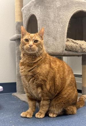 Ross, senior, available for adoption