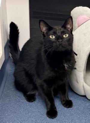 Maxine, young, available for adoption