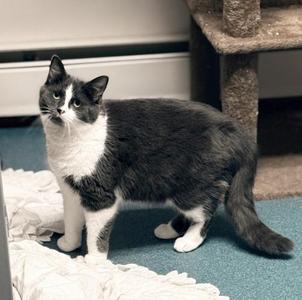 Hope, young, available for adoption