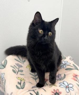 Olivia, young, available for adoption