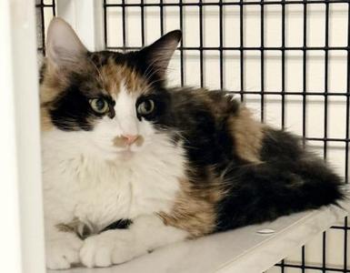 Winnie, young, available for adoption