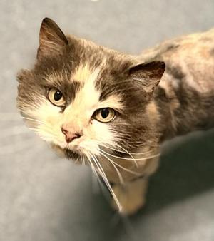 Savannah, adult, available for adoption