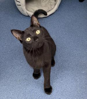Mon Ami, young, available for adoption