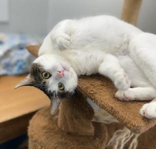 Griffin, young, available for adoption