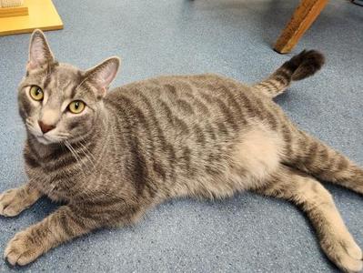 Loki, young, available for adoption