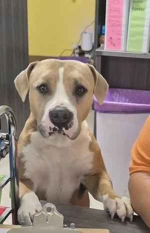 A brown and white dog with floppy ears is sitting at a table, looking directly at the camera. The dog has a black nose and a white patch on its face. In the background, there is a purple shelf with some papers and a yellow wall.