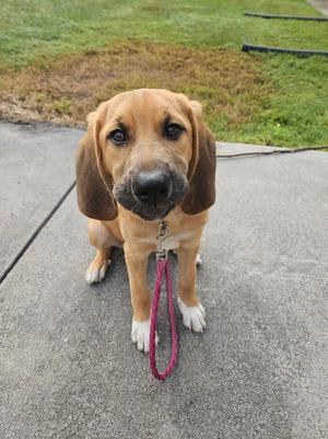 Honey, Hound, puppy, available for adoption