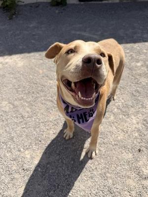 Ciabatta, Pit Bull Terrier, adult, available for adoption