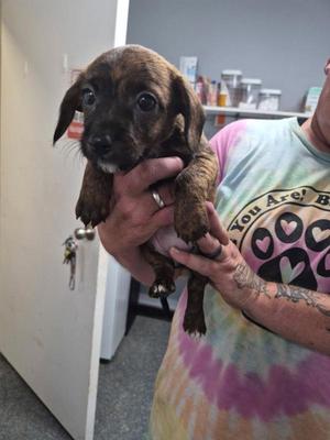 Cassie, Terrier / Poodle, puppy, available for adoption