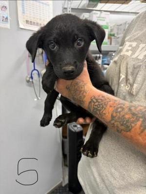 Braxley, Rottweiler / Labrador Retriever, puppy, available for adoption