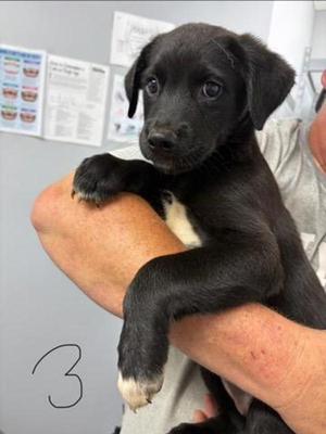 Haisley, Rottweiler / Labrador Retriever, puppy, available for adoption