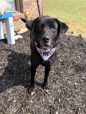 Amara, Labrador Retriever, adult, available for adoption