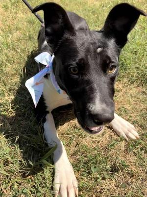 Bellatrix, Border Collie, young, available for adoption