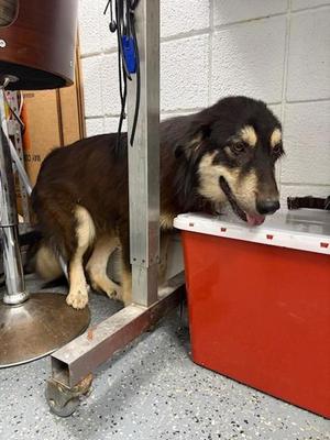 George, Shepherd / Border Collie, adult, available for adoption