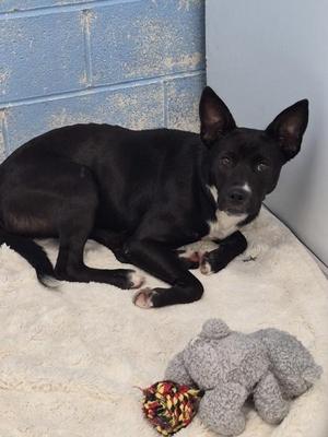 Furby, Australian Cattle Dog / Blue Heeler, young, available for adoption