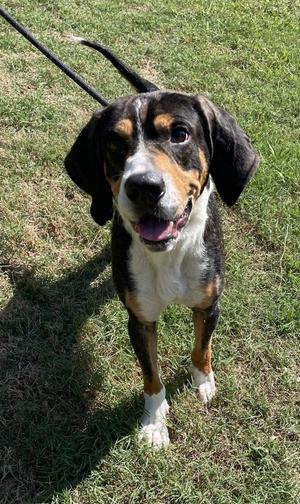 Corn Chip, Hound, adult, available for adoption