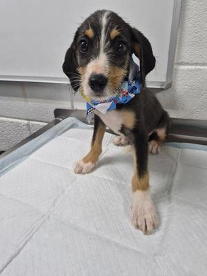 A black, brown, and white puppy wearing a blue bandana with a pattern of white and red shapes, standing on a white surface with a white wall in the background.