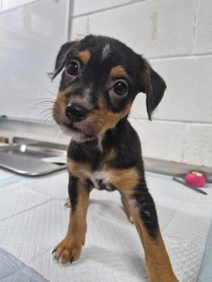 Dean, Terrier / Poodle, puppy, available for adoption