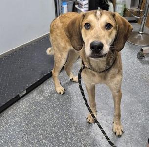 A brown and white dog standing on a gray floor, wearing a black leash.