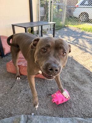 Gloria, Pit Bull Terrier, adult, available for adoption