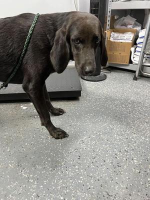 Alani, Labrador Retriever / Hound, adult, available for adoption
