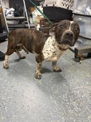 Edgar, Pit Bull Terrier, adult, available for adoption