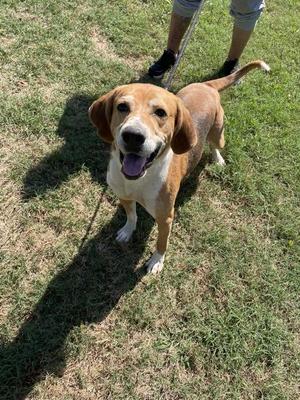 Frito, Hound, adult, available for adoption