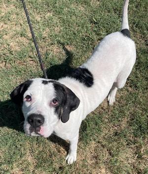 Bugle, Hound, adult, available for adoption