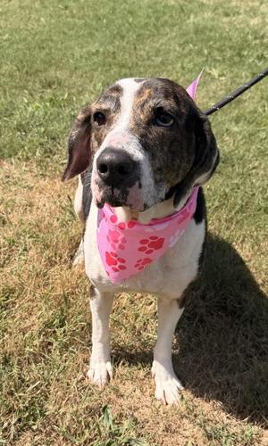 Bria, Hound, adult, available for adoption