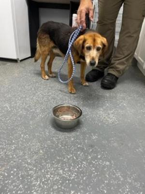 Helen, Hound, senior, available for adoption
