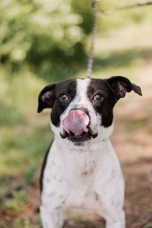 Buddy, Boxer, adult, available for adoption
