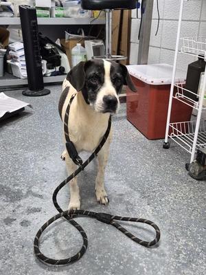 Electra, Terrier, adult, available for adoption