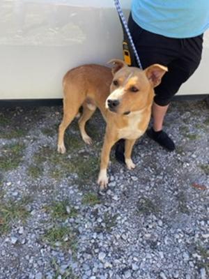Bruno, Shepherd / American Staffordshire Terrier, adult, available for adoption
