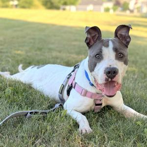 A white and gray dog with a pink harness lying on grass