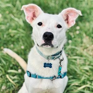 Blue Lizard, Mixed Breed - Medium, young, available for adoption