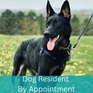 Helios, German Shepherd Dog, young, available for adoption