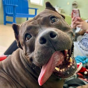 Hershey, Pit Bull/Mixed Breed - Medium, senior, available for adoption