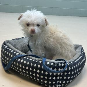 Boo Boo, Mixed Breed Extra Small, adult, available for adoption