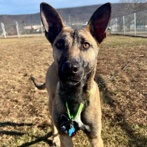 Lorraine, Mixed Breed - Medium, young, available for adoption