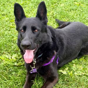 Diana, German Shepherd Dog, adult, available for adoption