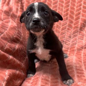 Merlin, Mixed Breed - Medium, puppy, available for adoption