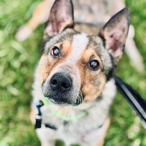 Copper, Mixed Breed - Medium, adult, available for adoption