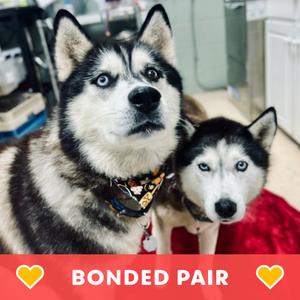 Lobo & Lyra, Husky, adult, available for adoption